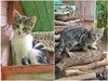 Очень нужен дом для двух котят,замерзающих на дачах