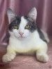 Замечательный котенок Лунтик  ищет дом!