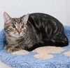 Прекрасный кот Кальман мраморного окраса ищет ответственную, надежную и любящую семью.