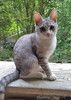 Котенок Масик, серебристо-серый позитивчик ищет дом