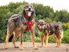Ищем дом для двух неразлучных сердец Коннора и Лизы