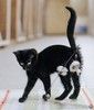 Шикарные ласковые котятки (котики и кошечки) в добрые руки