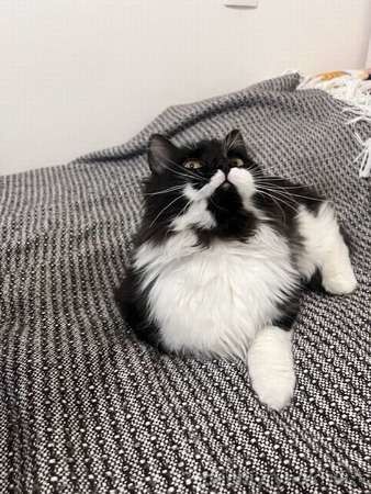 Скромный котик Гарри ищет семью!