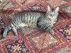 Очаровательный молодой котик-полосатик Рысик