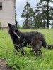Знакомьтесь, это Спарки из сгоревшего приюта в Вышнем Волочке.