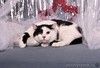 Симба — тихое счастье с пятнышком на носу