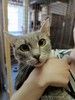 Серо-дымчатая косенькая кошка Кося в дар