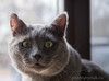 Ласковый красавец голубого окраса Серый ищет дом