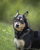 Трогательная собачка Дора с человеческим взглядом ищет семью
