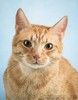 Рыжий котик Симба в добрые руки