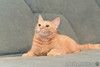 Огненно-рыжая красотка кошка Злата ищет свою семью