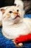 Ласковый голубоглазый шотландский вислоухий кот Лучик