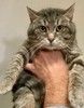 Князь Серебряный — котик Кисыч ищет дом