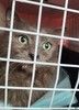 Несчастный кот Персей