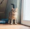Юная нежная кошечка Ася в добрые руки