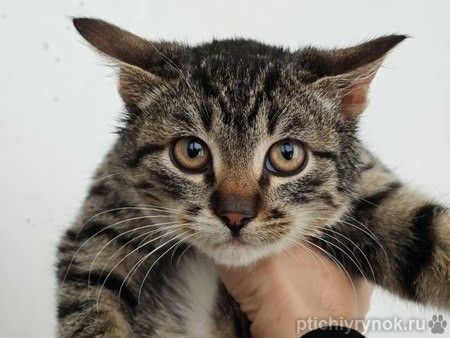 Ищет дом котенок-подросток Клёпа.