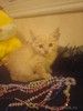 Котенок Лео - счастье в дом!