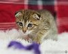 Вислоухий пятнистый котёнок Бруно в дар