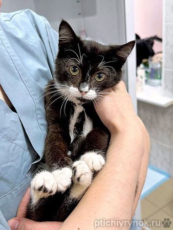 Ласковый котёнок Муся ищет дом