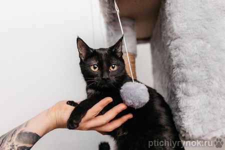 Черный золотоглазый котенок Юна в добрые руки