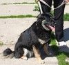 Алиса в поисках любящей семьи