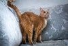 Невероятно ласковый кот Анатолий Борисович ищет семью!