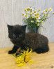 Маленький чёрненький котёнок в добрые руки