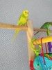 Волнистые попугаи-Птенцы Самки