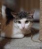 Котик Зефир