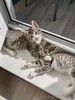 Очаровательные котята ищут дом!