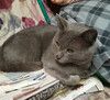 Метис русской голубой в добрые руки