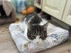 Очень срочно ищет дом котик РУБЛИК