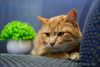 Прекрасный, рыжий кот в поисках семьи