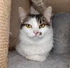 Кошечка Кассиопея в добрые руки