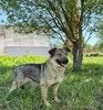 Небольшая собака Берли в приюте