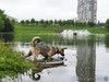 Дымчато-идеальный пёсик Барри ищет дом
