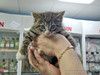 Глазастое чудо Мышка, милый домашний котенок в добрые руки