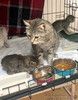 Их должно было смыть ливнем, но мама-кошка решила иначе