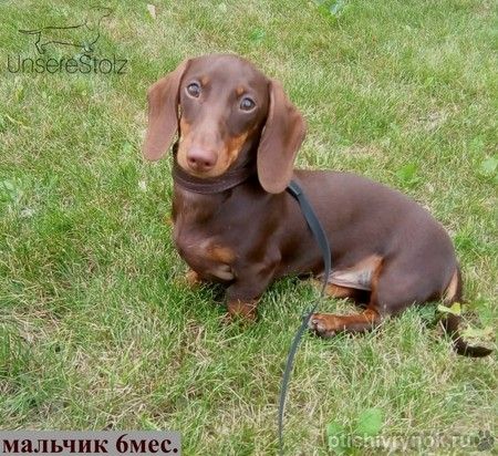 ТАКСА миниатюрная- подрощенный шоколадный щенок
