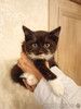Ищет дом котенок Кузя.