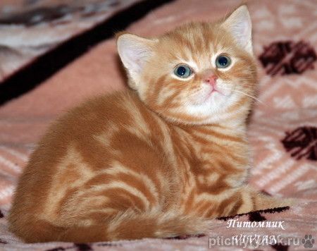 Британские котята красный мрамор из питомника.