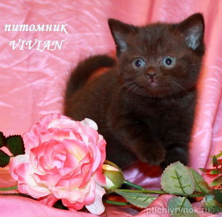 Британские черные и шоколадные котята из питомника.