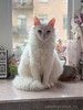 Белый пушистый котик по имени Килл ищет дом