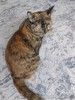 Очень ласковая, умная черепаховая кошечка ищет дом!