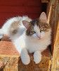 Очень ласковая кошка Планета в дар