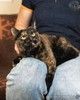 Чудесная кошка Клава ищет семью!