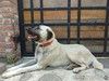 Знакомьтесь – наш грузинский мачо Васо, который мечтает о доме.