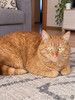 Упитанные рыжие коты в добрые руки